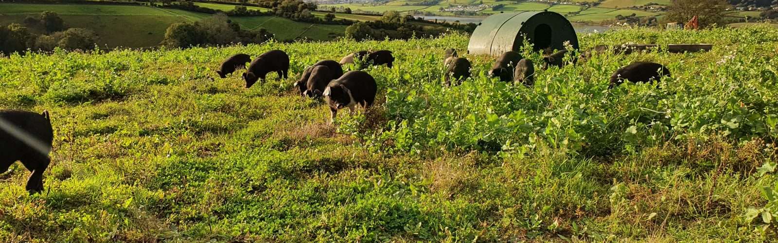 Deane Valley pasture reared pigs