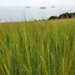 Barley by Labrador Bay