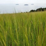 Barley by Labrador Bay Barley by Labrador Bay
