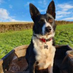 Bella the collie