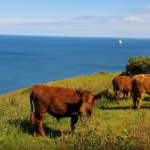 Cattle overlooking Labrador Bay