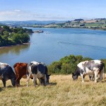 Beef cattle grazing by the River Teign
