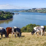 Beef cattle grazing by the River Teign Beef cattle grazing by the River Teign