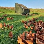 Pasture reared hens