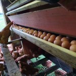 Inside the hen house
