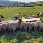 Ewes and lambs in field