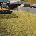 Filling the maize clamps