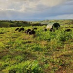 Deane Valley pasture reared pigs