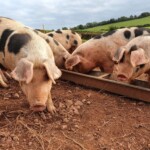 Feeding time for the pigs Feeding time for the pigs