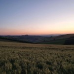 Ripening barley