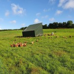Deane Valley hens enjoying the sunshine