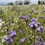 Cover crops