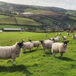 Ewes on the hill above Stokeinteignhead